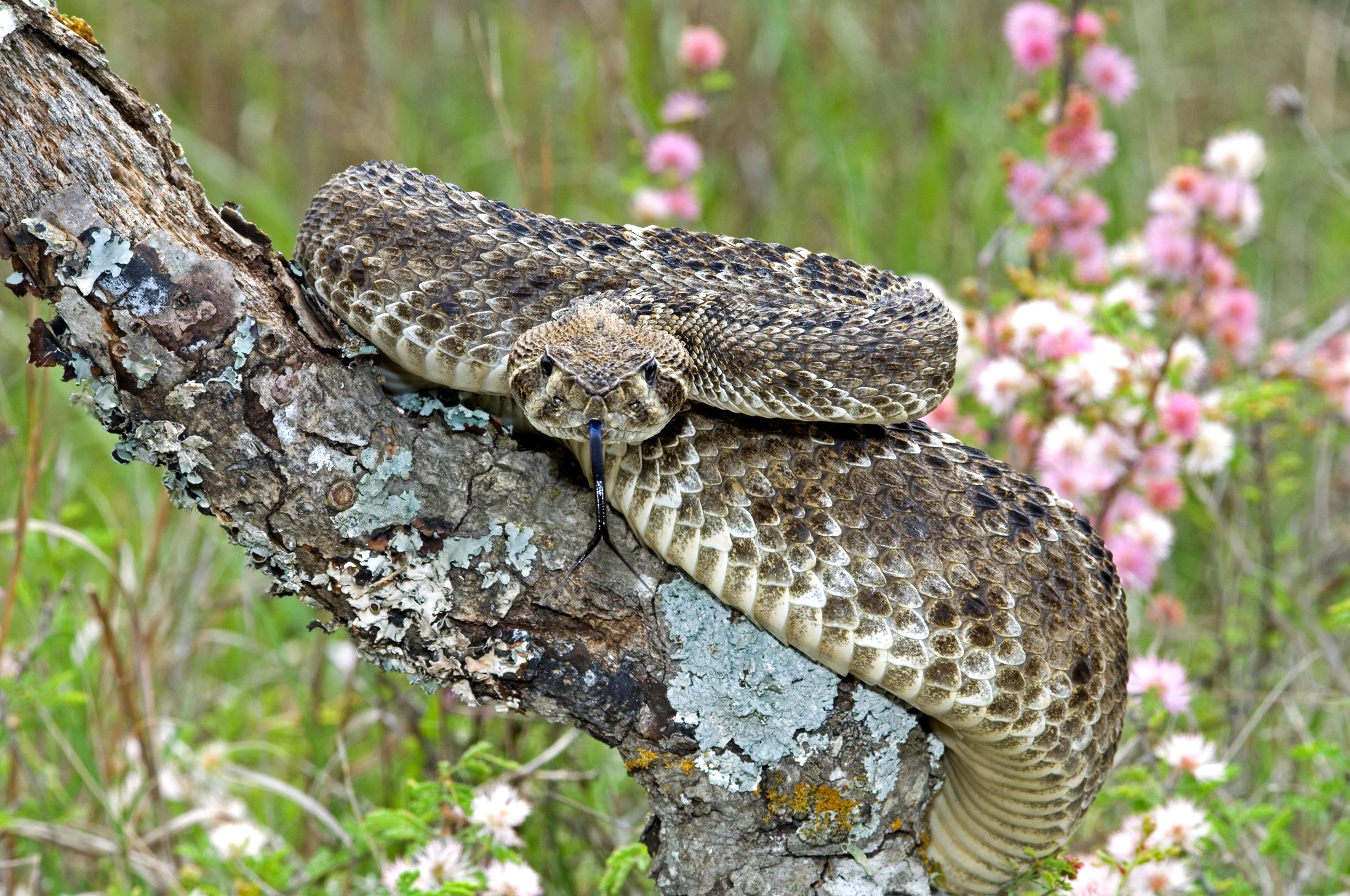 Rattlesnake